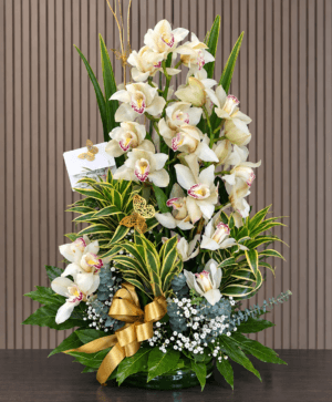Jardín de orquídeas R185